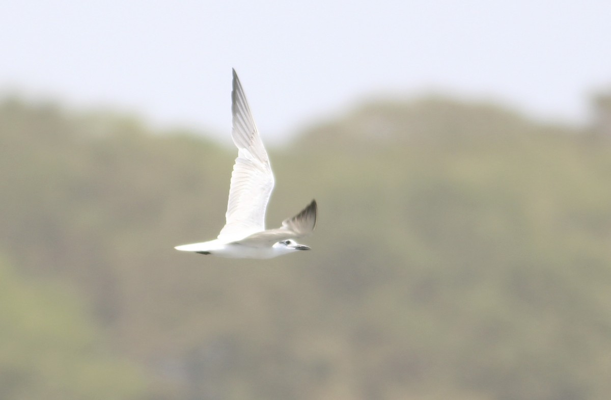 Gull-billed Tern - Thomas Plath