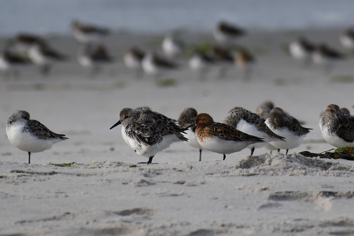 Bécasseau sanderling - ML576373691