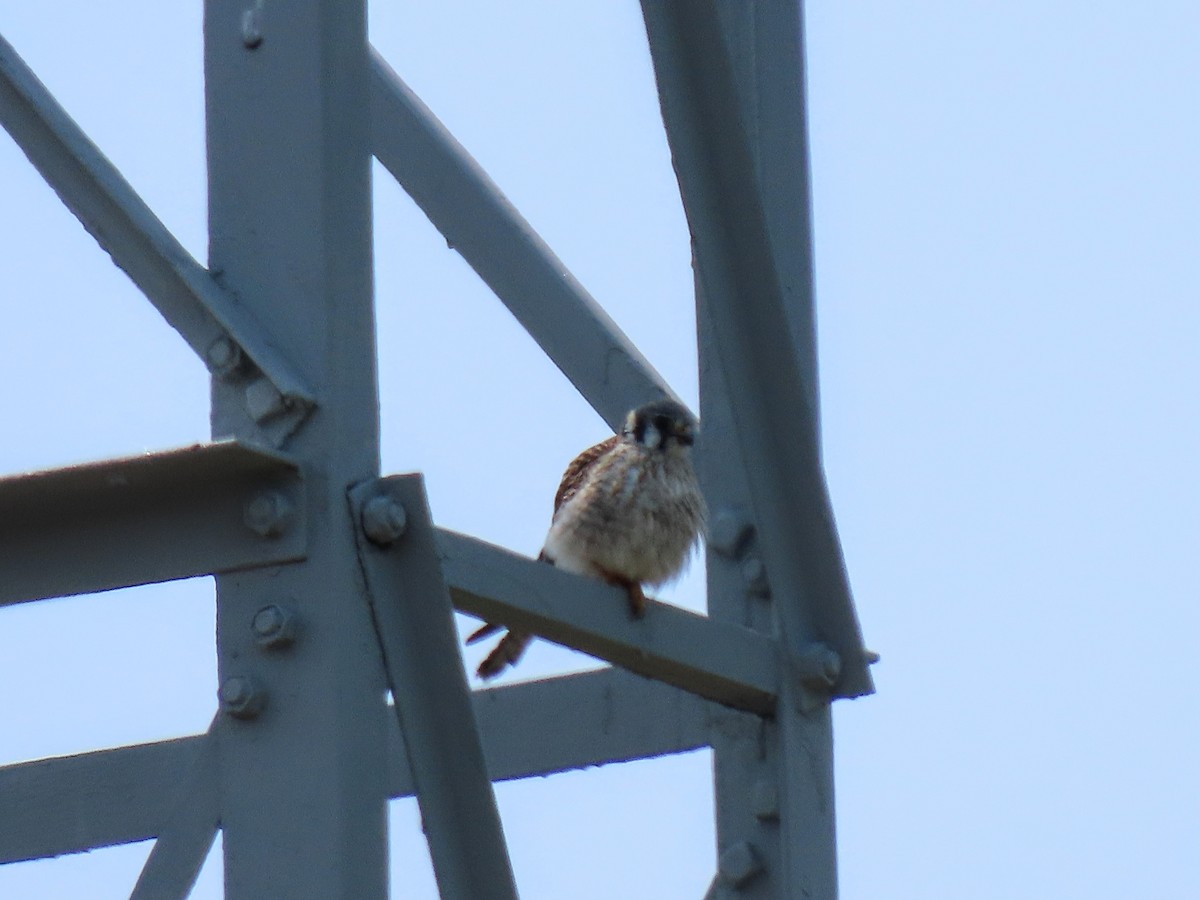 American Kestrel - Aaron Flynn