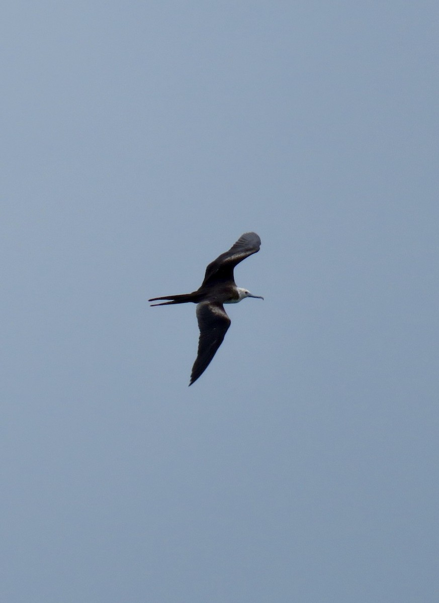 Lesser Frigatebird - ML576375841