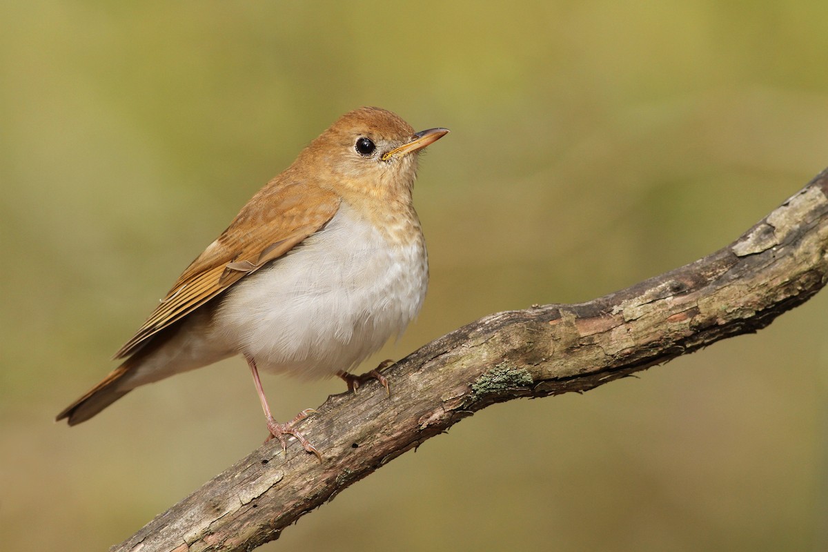 Veery - ML57637711