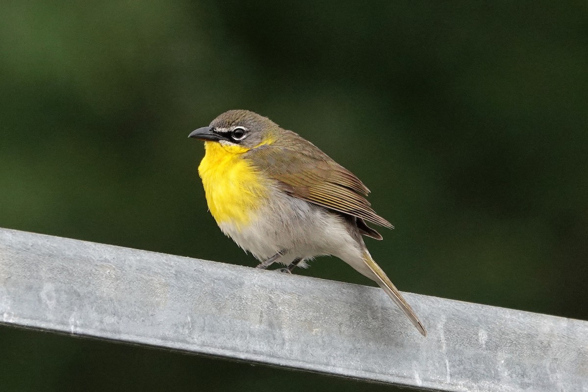 Yellow-breasted Chat - ML576377451