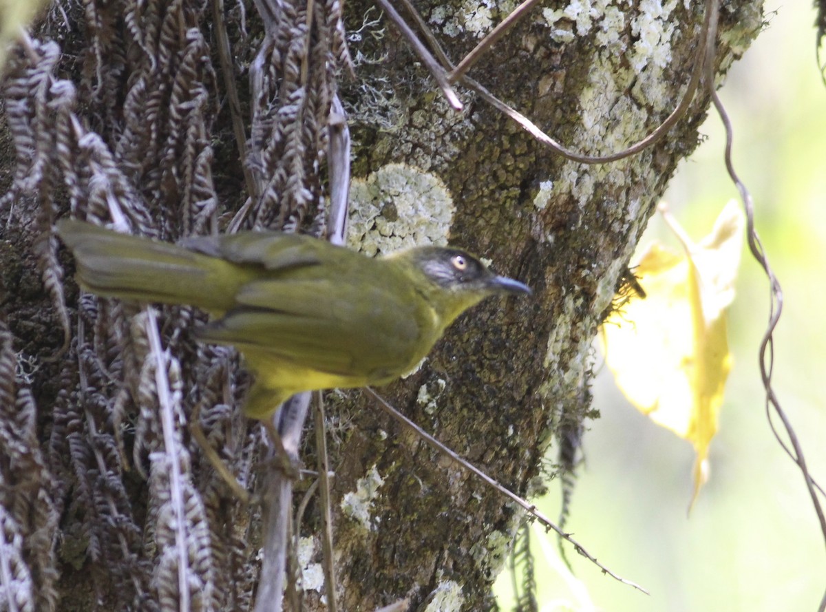 Stripe-cheeked Greenbul (Olive-headed) - ML576377681