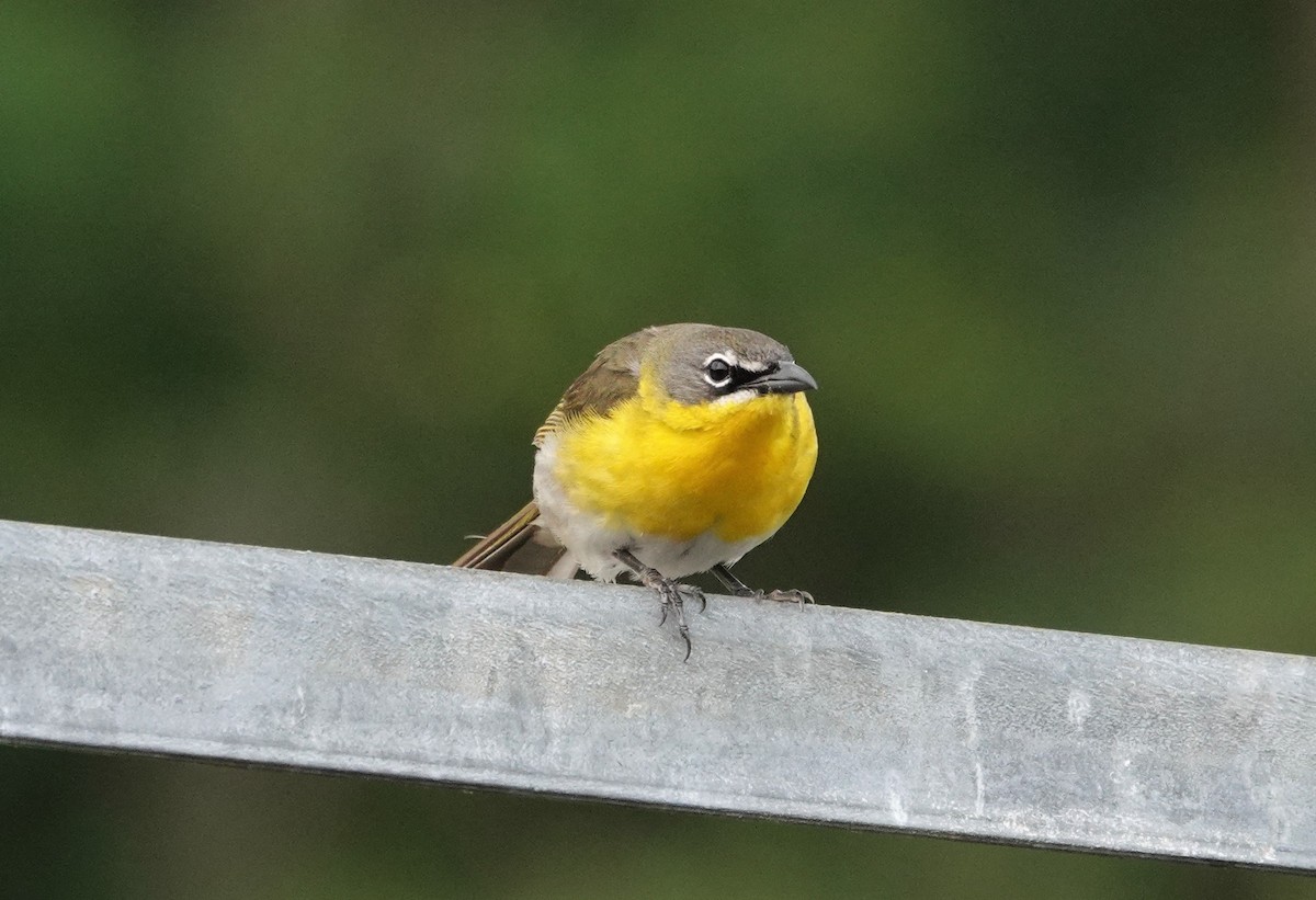Yellow-breasted Chat - ML576377711