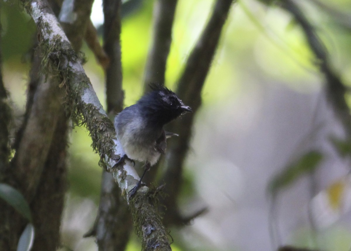 White-tailed Crested Flycatcher - ML576377731