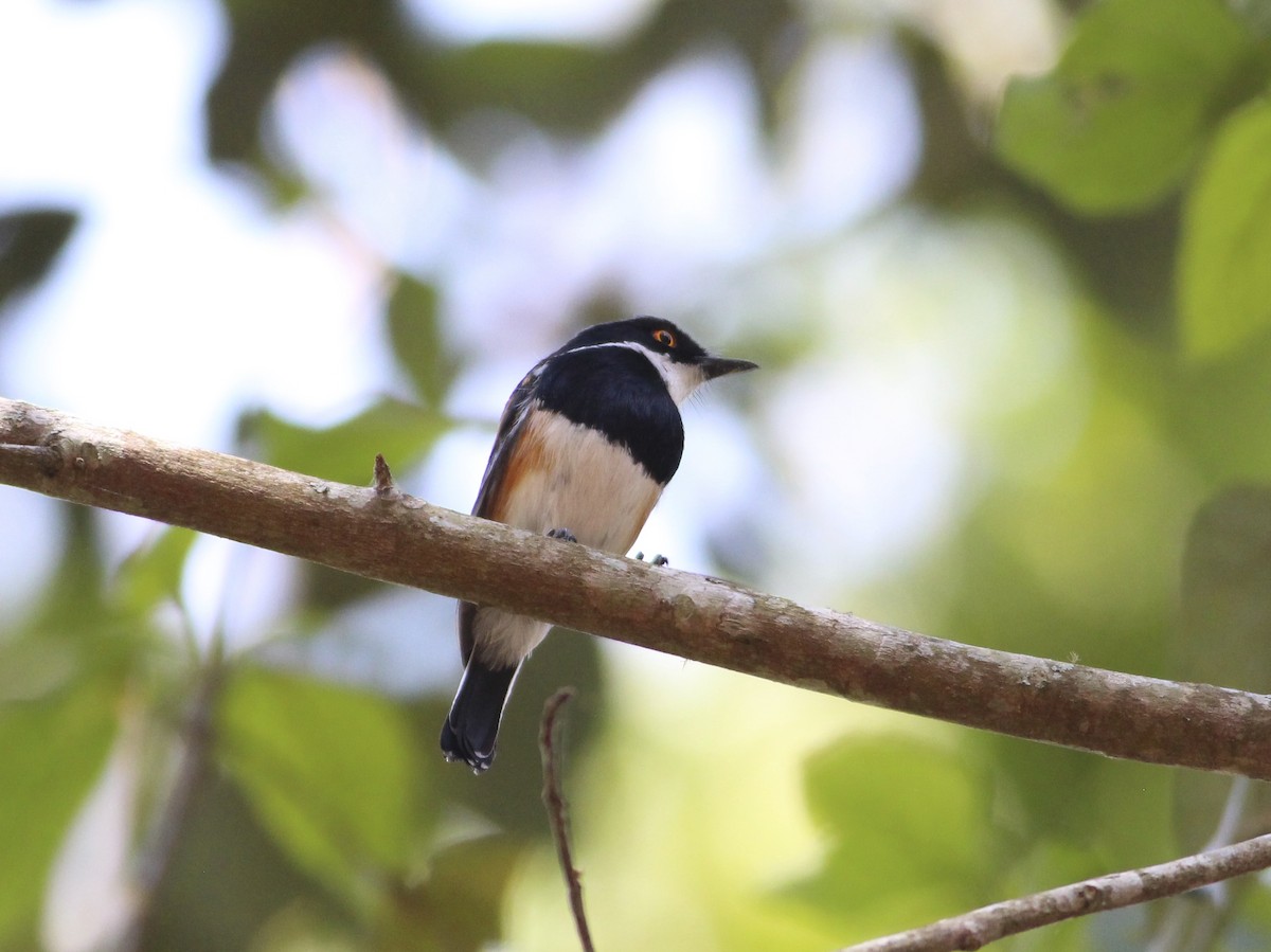 Cape/Malawi Batis - ML576377881