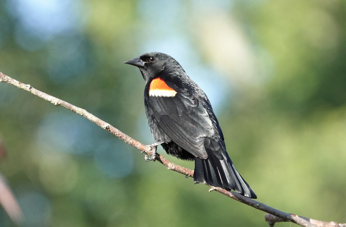 Red-winged Blackbird - ML576378191
