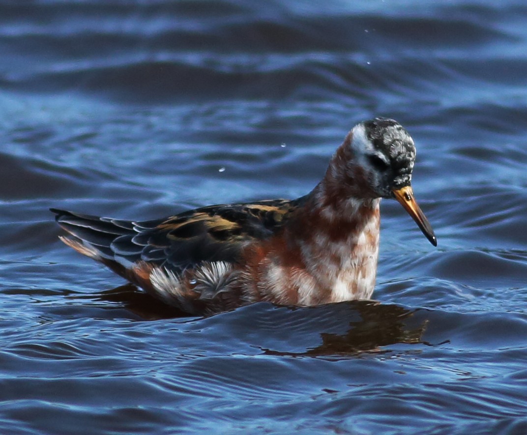 Red Phalarope - ML57637851