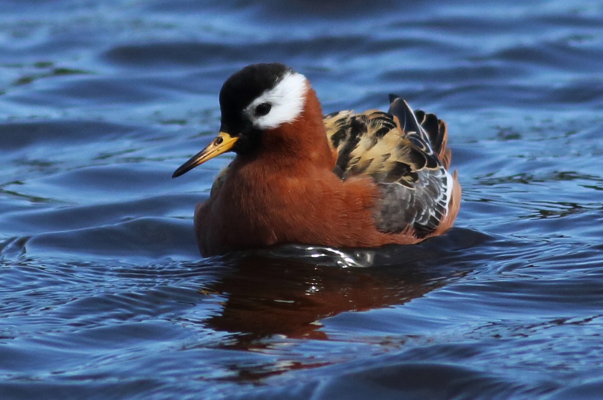 Red Phalarope - ML57637861