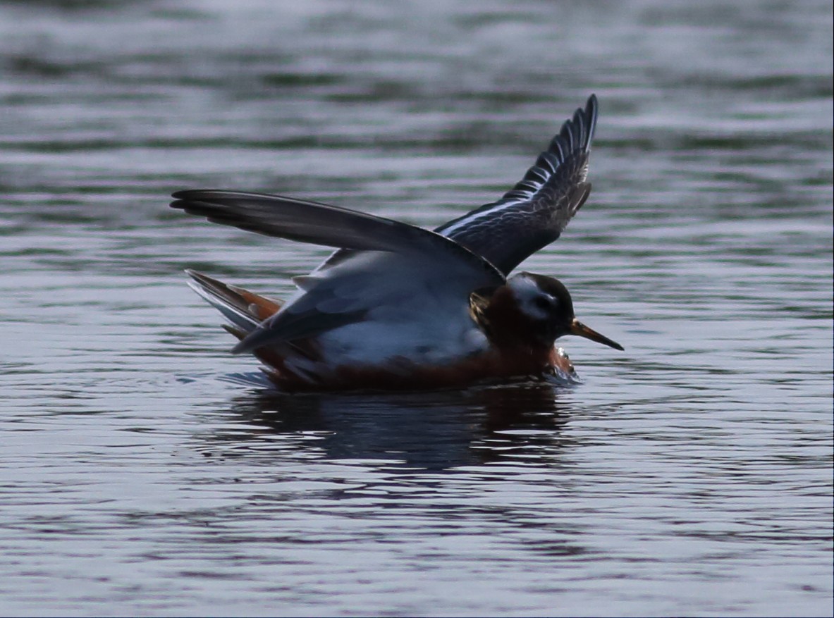 Red Phalarope - Paul Fenwick