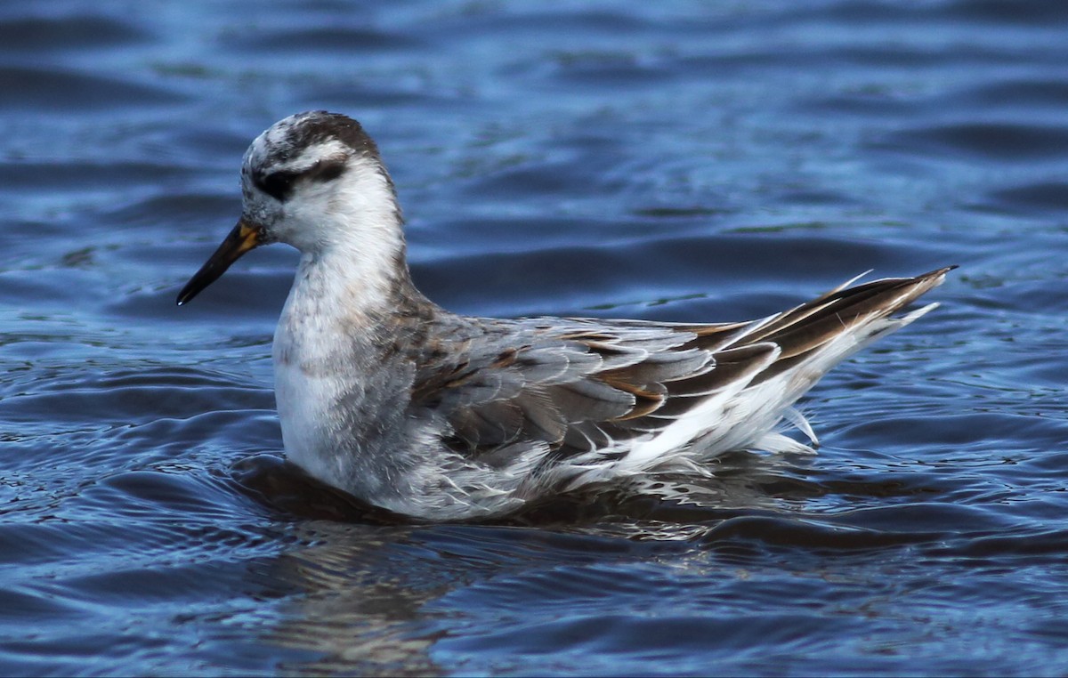 Red Phalarope - ML57637901