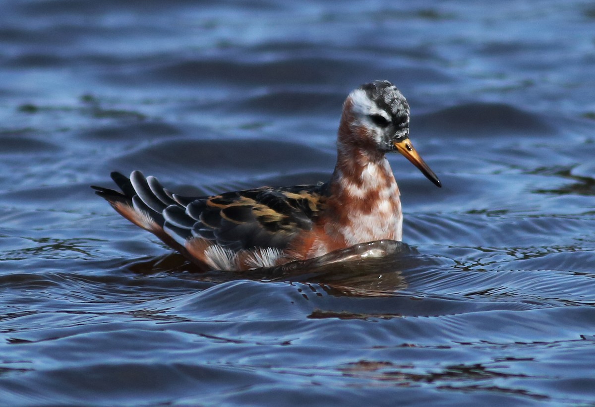 Red Phalarope - ML57637971