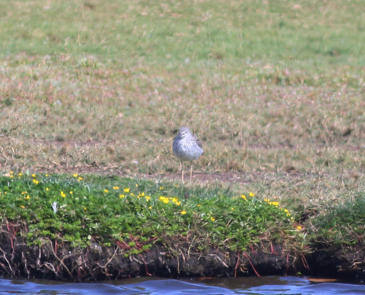 Greater Yellowlegs - ML57638051