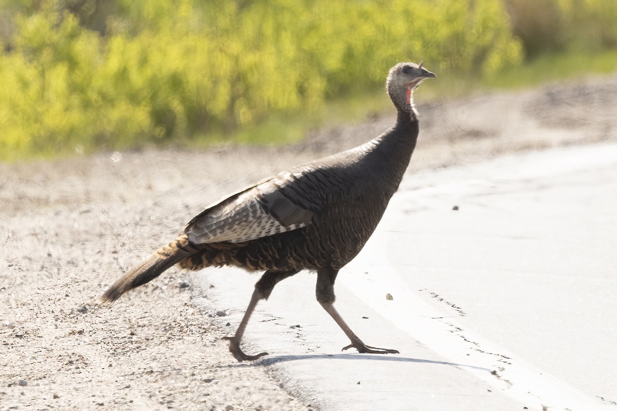 Wild Turkey - ML576381671