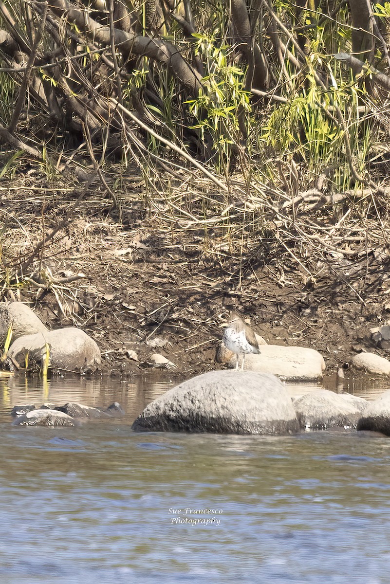 Spotted Sandpiper - ML576381701