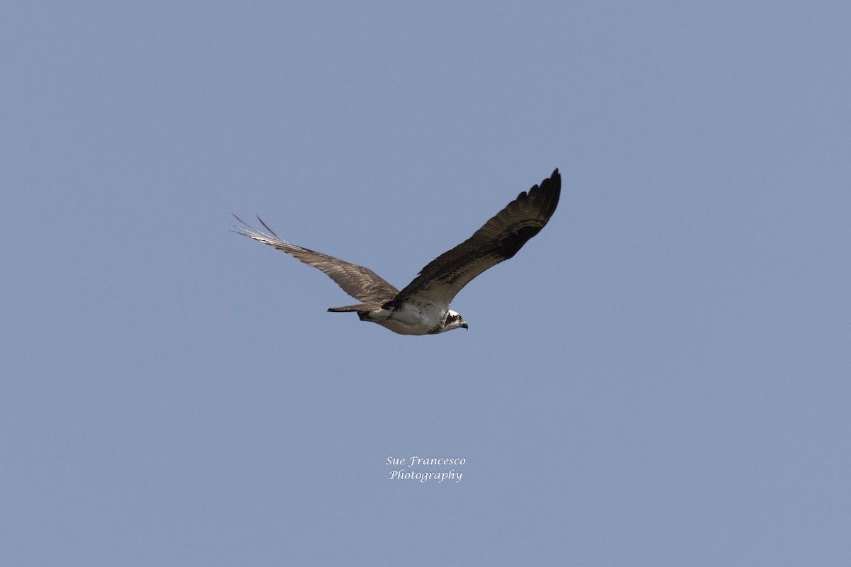 Osprey - ML576381831