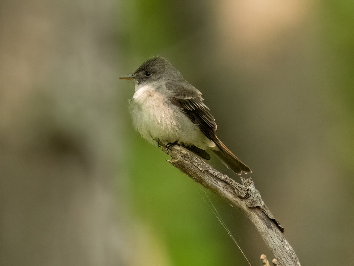 Eastern Wood-Pewee - ML576383731