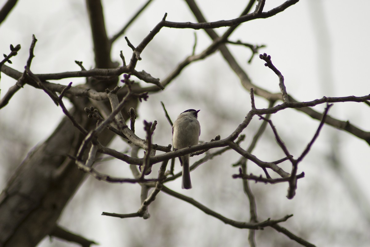 Marsh Tit - ML57638401