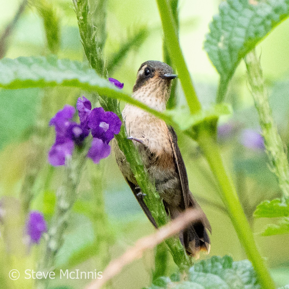 Speckled Hummingbird - ML576384121