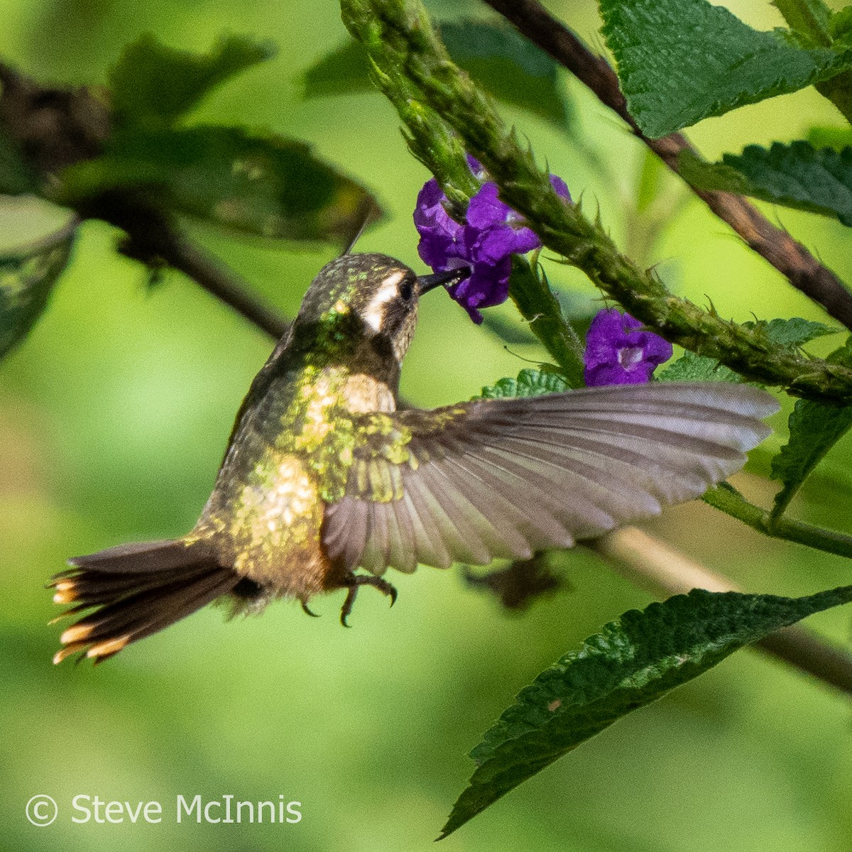 Speckled Hummingbird - ML576384131
