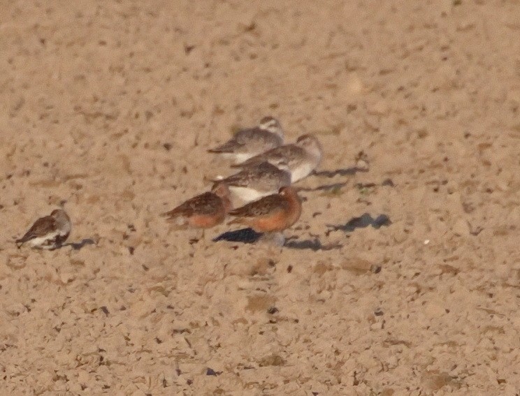 Short-billed Dowitcher - ML576384201