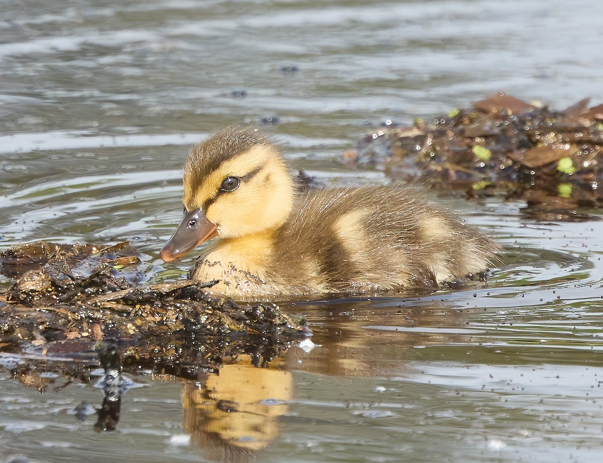 Mallard - ML576384491