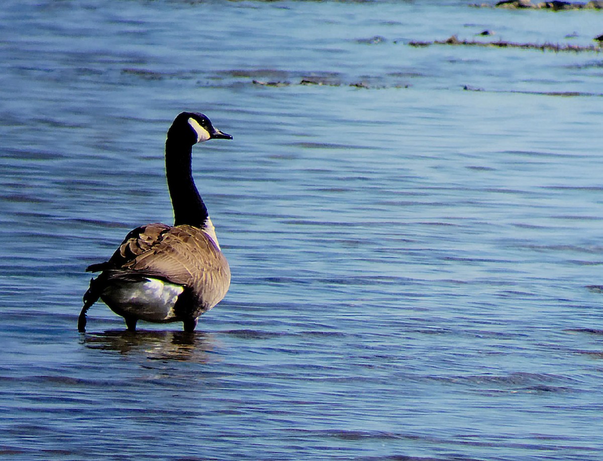 Canada Goose - ML576386121