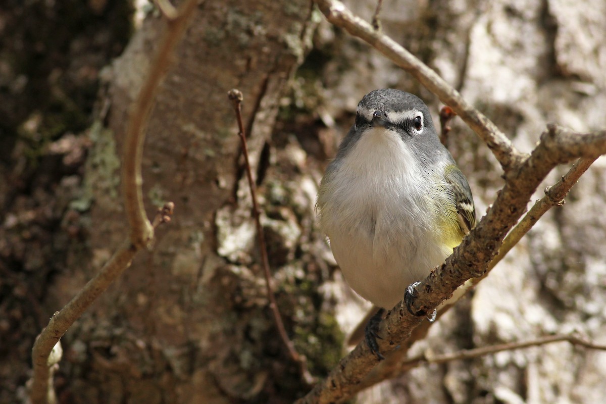 Blue-headed Vireo - ML57638631