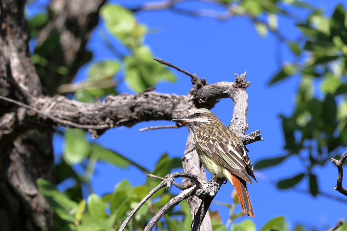eBird Checklist - 6 May 2023 - Miller Canyon Trail - 37 species (+2 ...