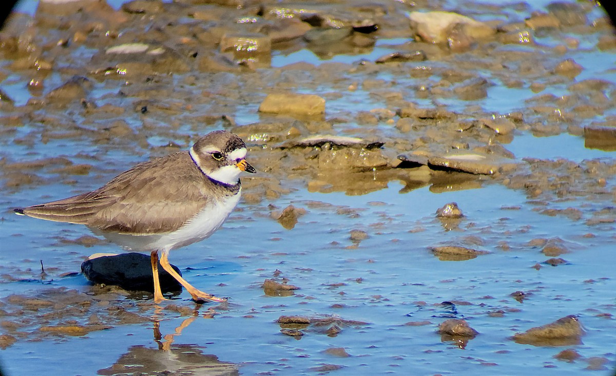 Semipalmated Plover - ML576386811