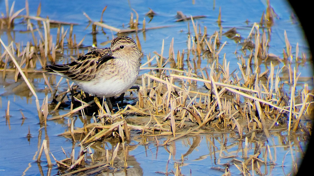Least Sandpiper - ML576387081