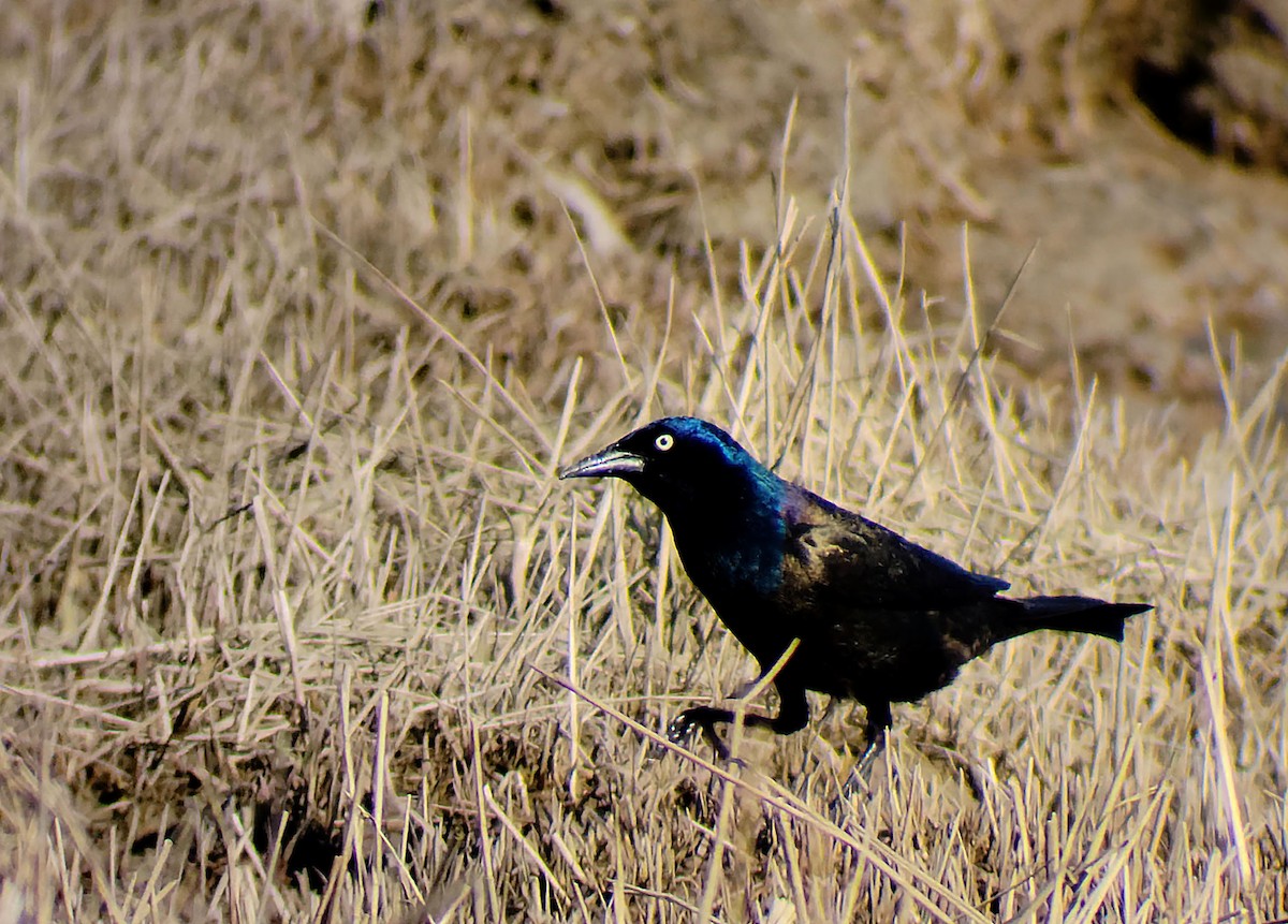 Common Grackle - ML576387221