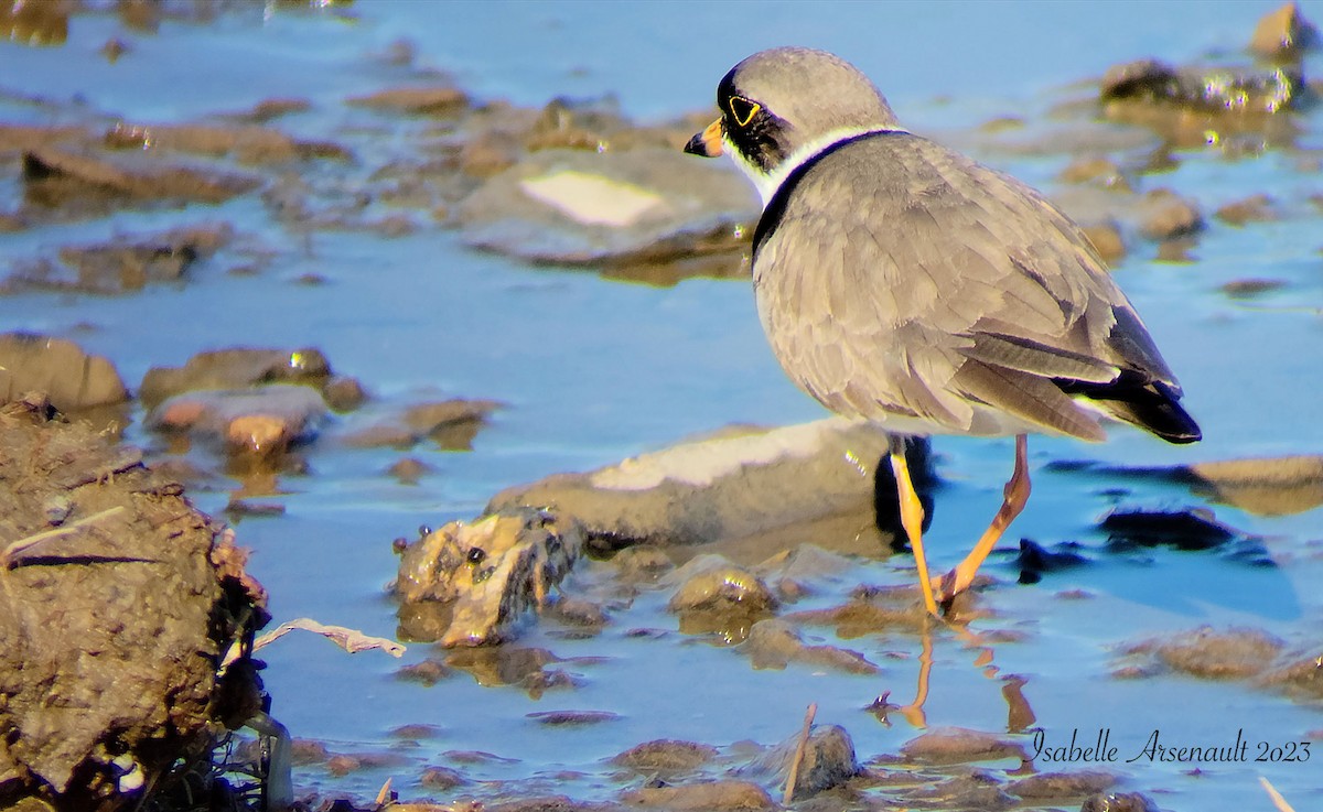 Semipalmated Plover - ML576387711