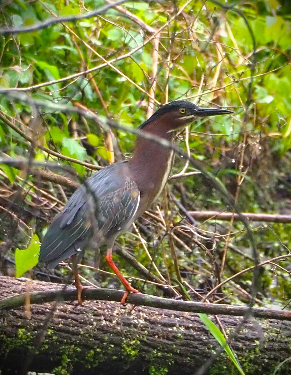 Green Heron - ML576388081