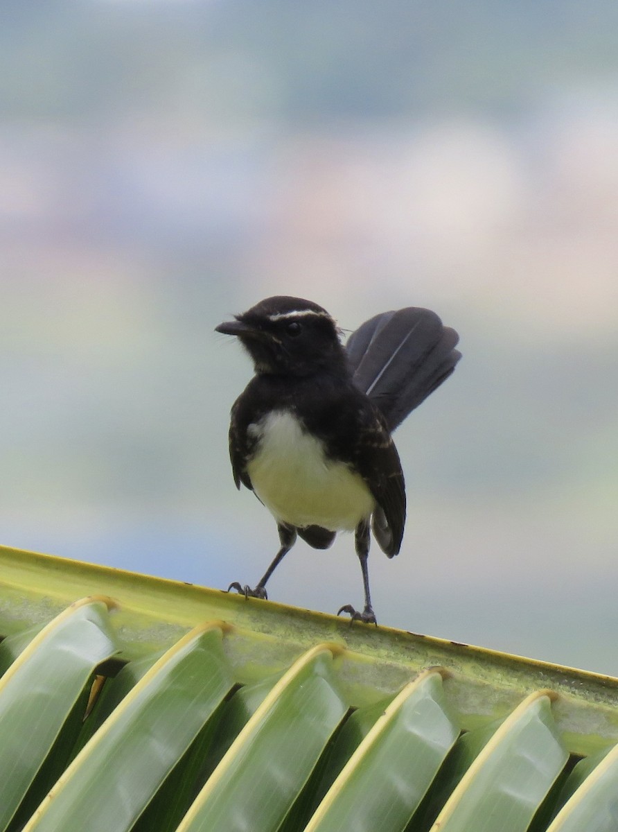 Willie-wagtail - ML576388871