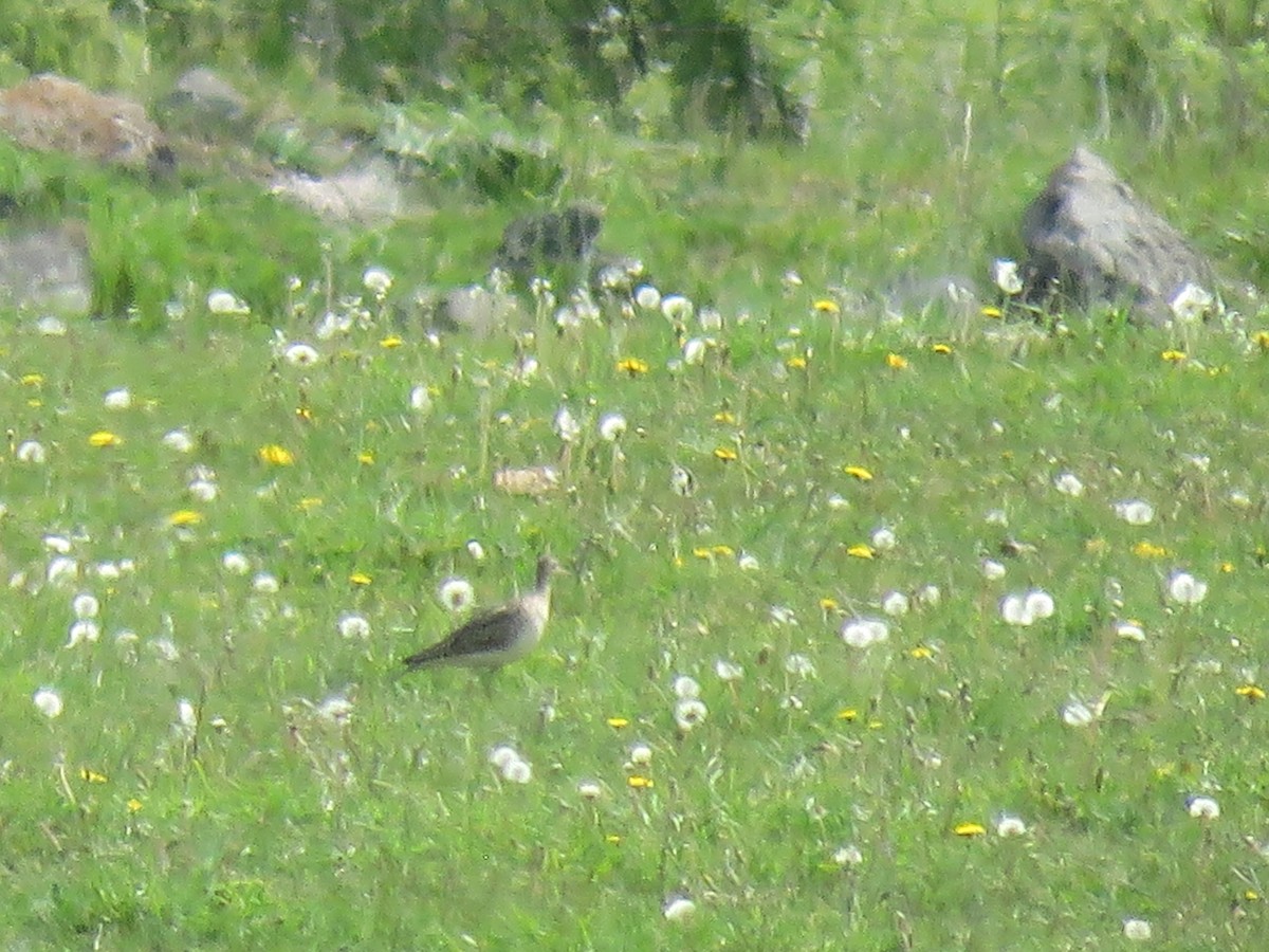 Upland Sandpiper - Steve Paul