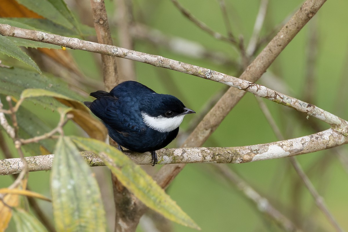 White-ruffed Manakin - ML576390171