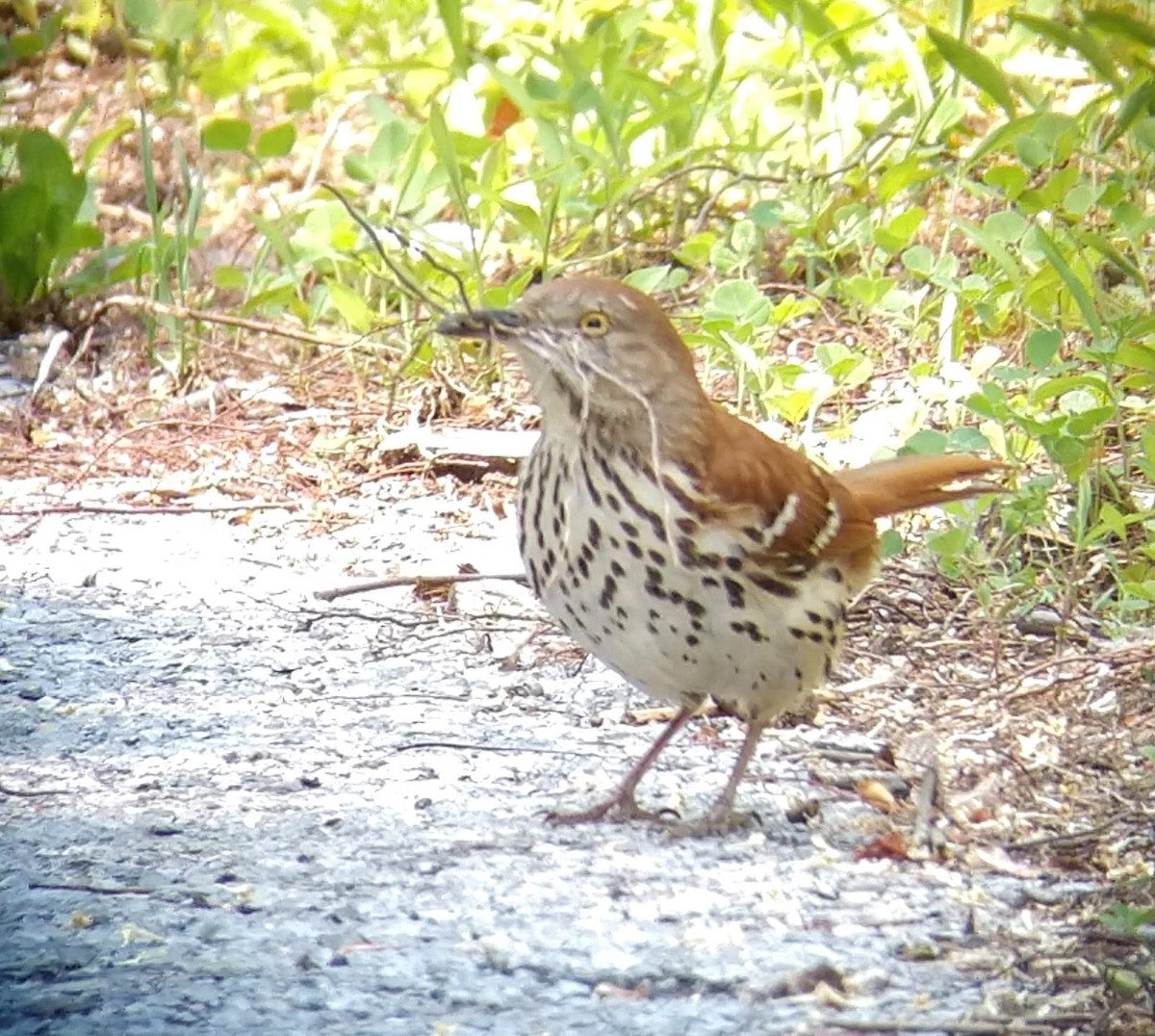 Brown Thrasher - ML576391261