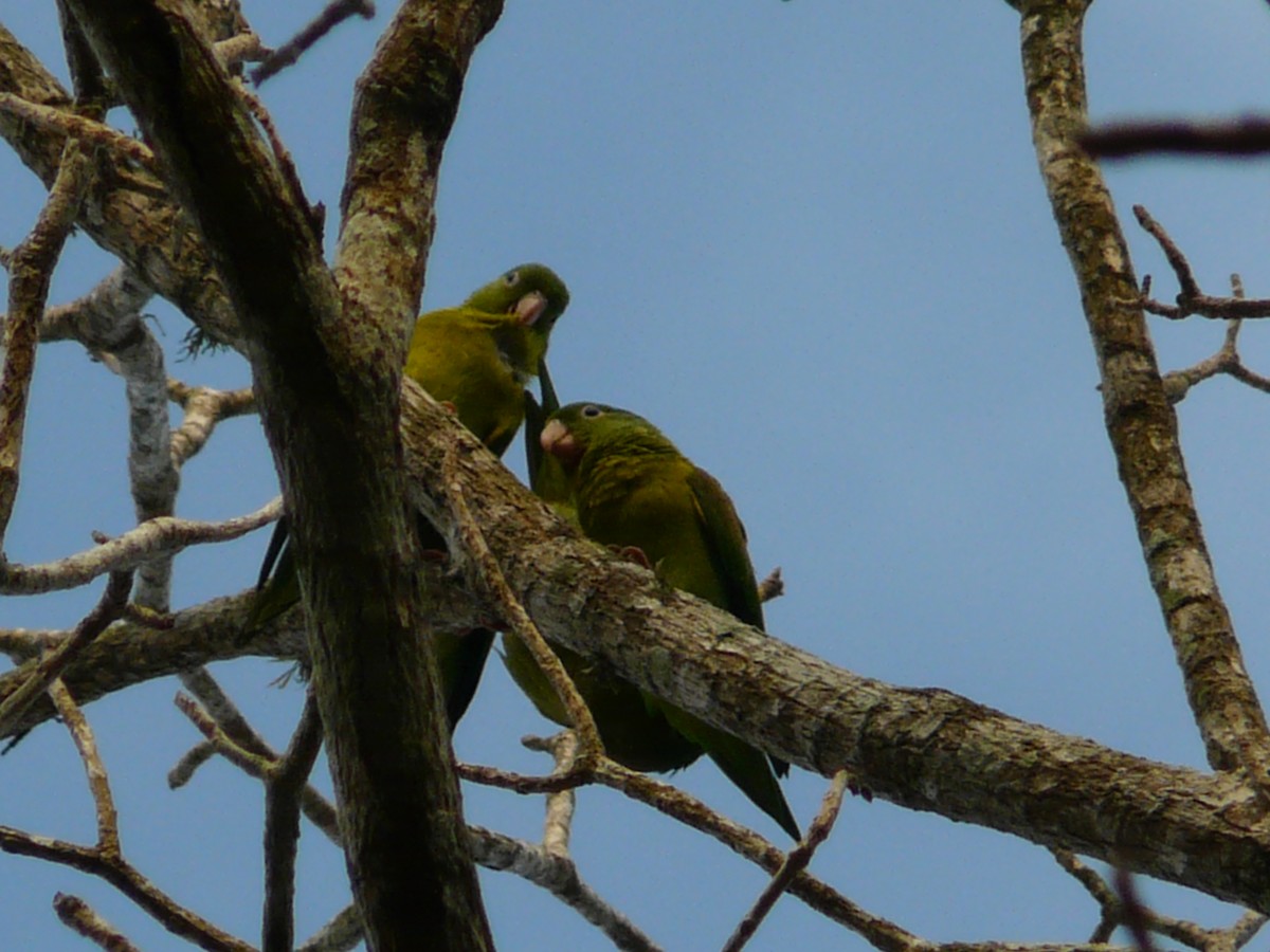 Orange-chinned Parakeet - ML576391961