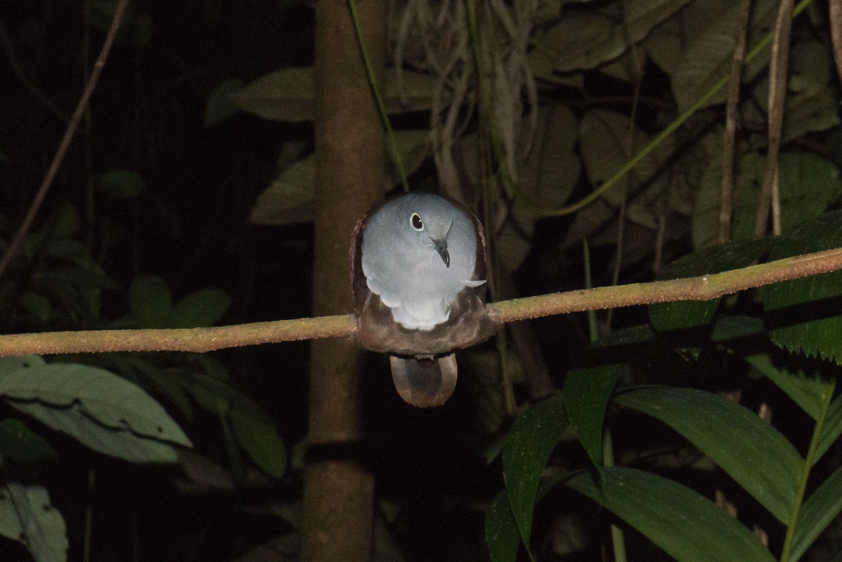 Bronze Ground Dove - ML576392471