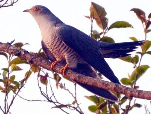 Indian Cuckoo - ML576392711