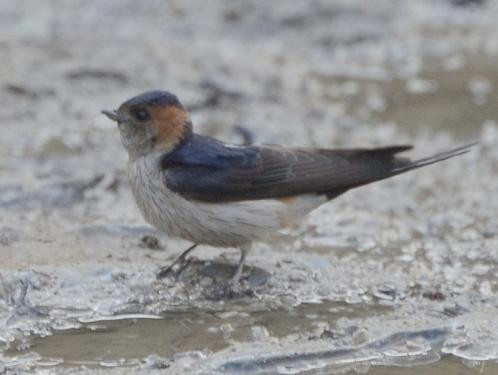 Red-rumped Swallow - ML576393411