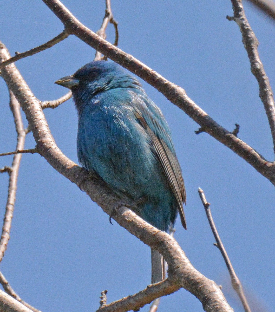 Indigo Bunting - ML576394841