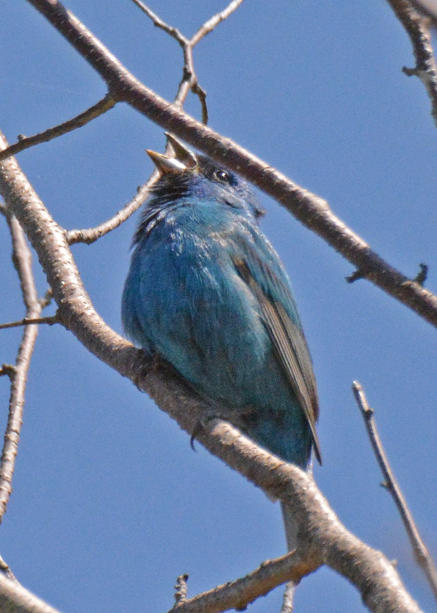Indigo Bunting - ML576394851
