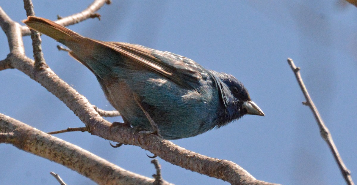 Indigo Bunting - ML576394861