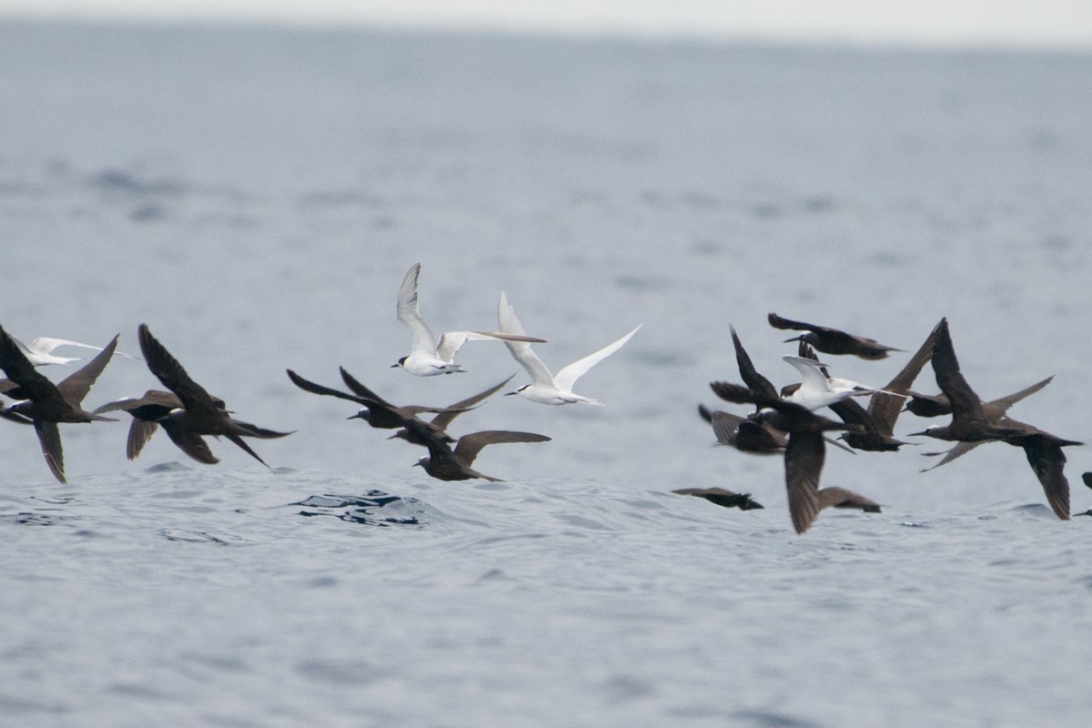 Black-naped Tern - John C. Mittermeier