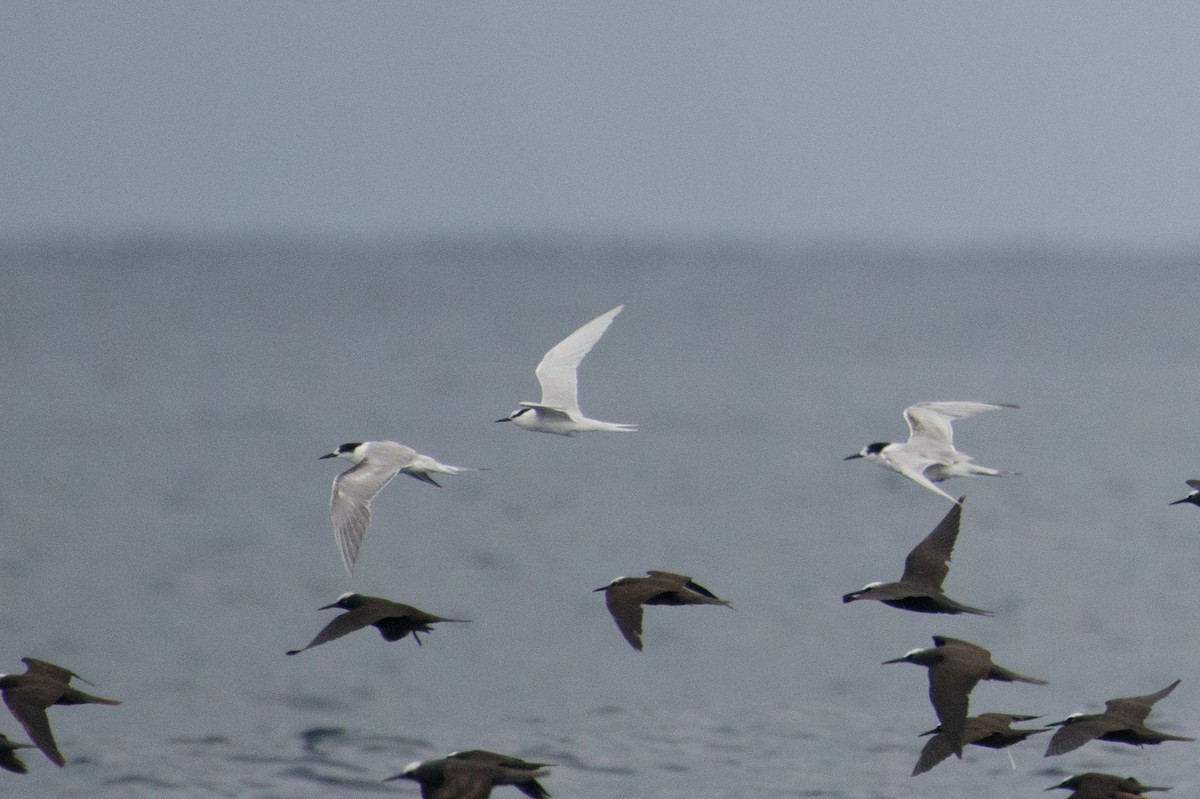 Black-naped Tern - John C. Mittermeier