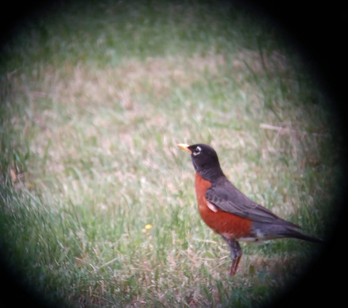 American Robin - ML576396481