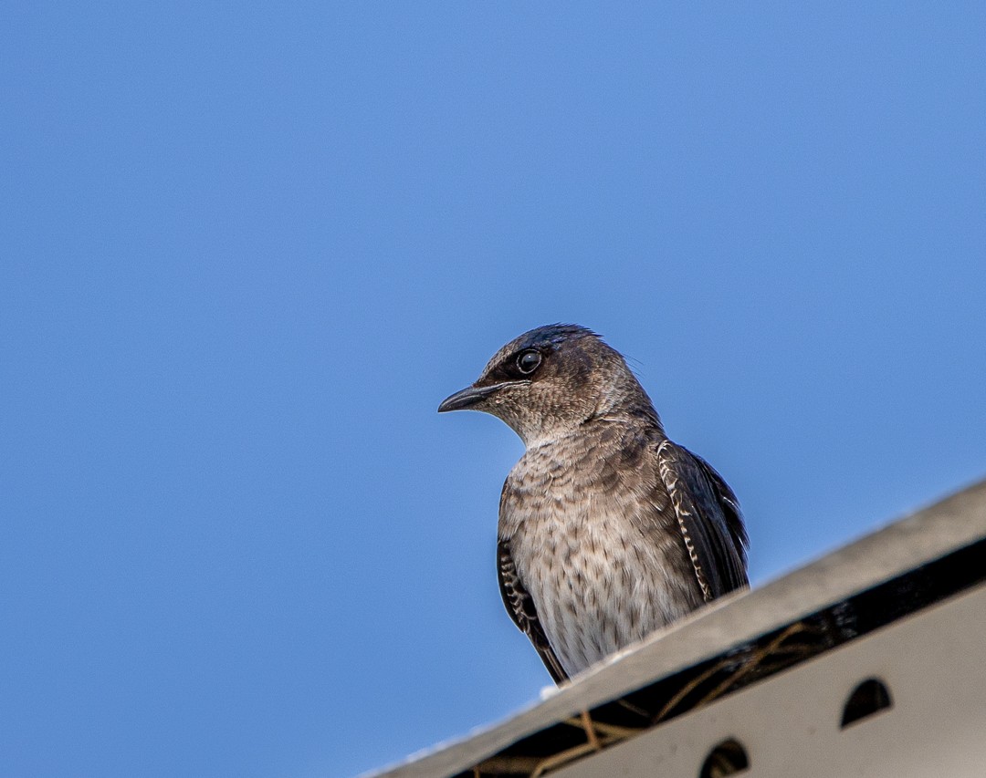 Purple Martin - ML576397641