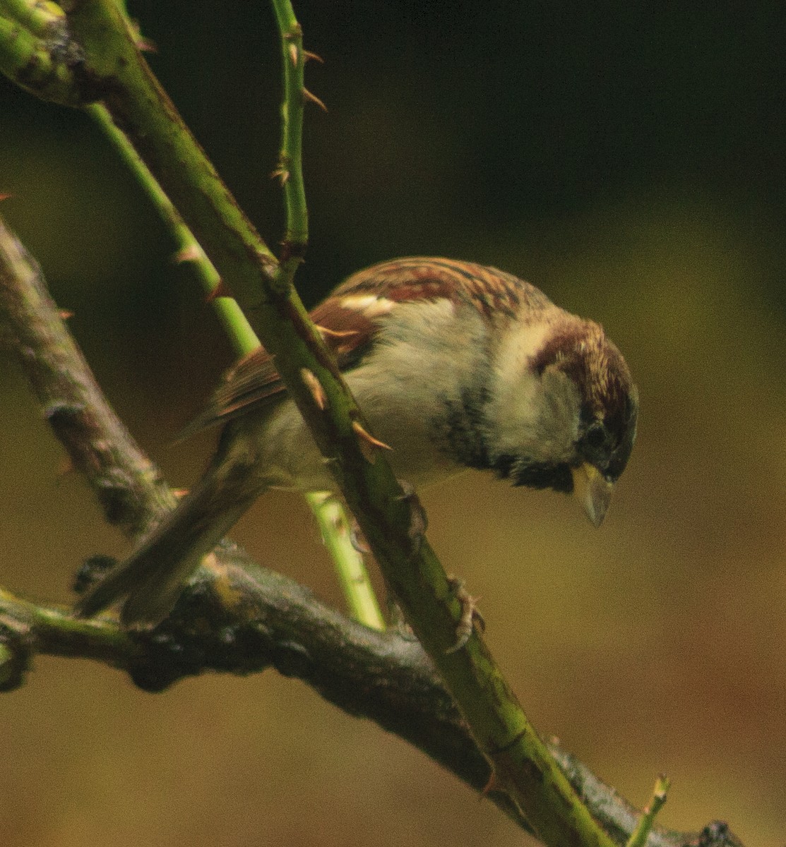 House Sparrow - ML57640061